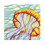 jellyfishthumb